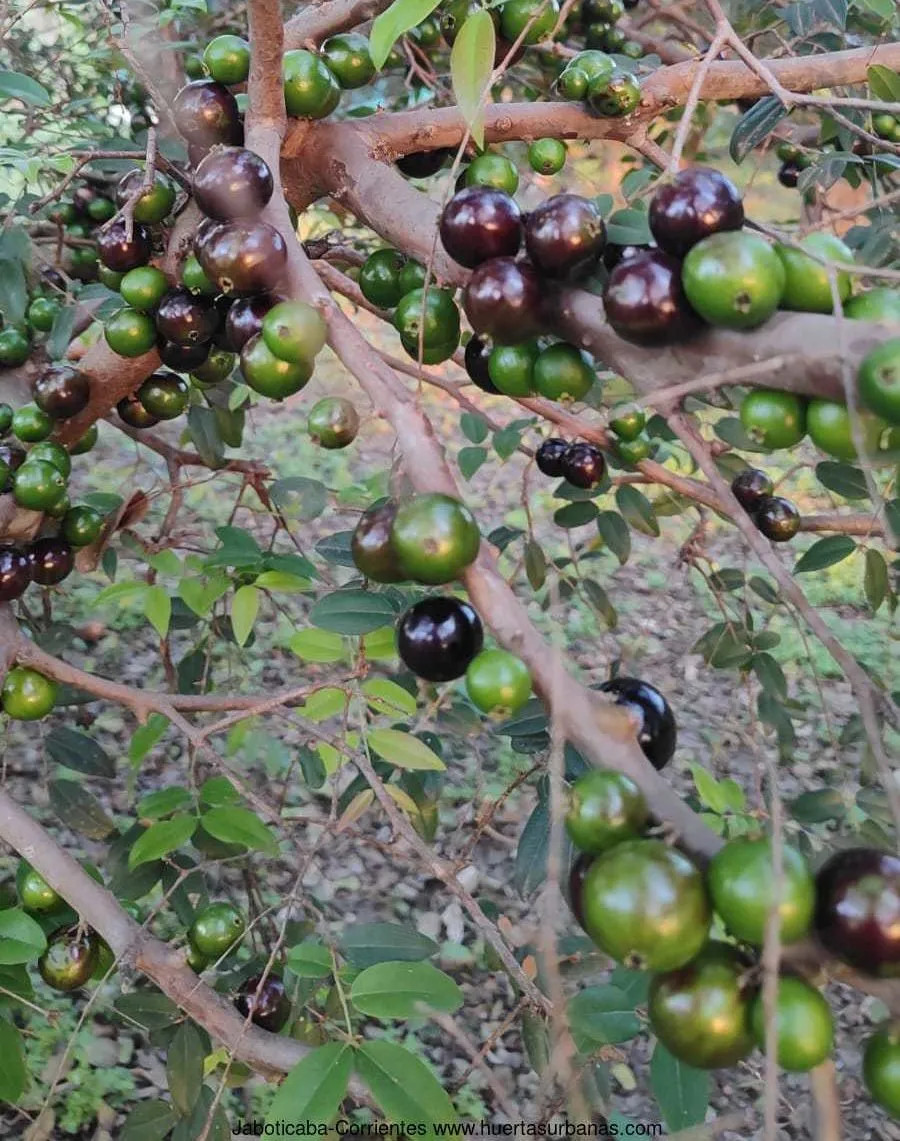 JABOTICABA Plinia sp. Corientes
